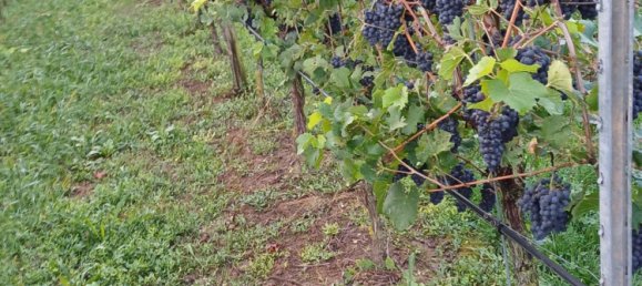 Terreno em Heilbronn, Germany N.º 279274 8