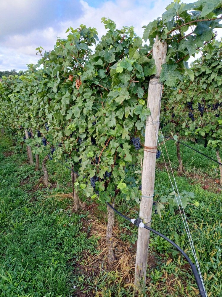 Terreno em Heilbronn, Germany N.º 279274