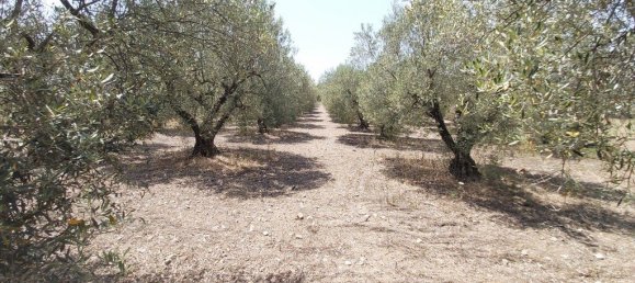 3 bedrooms Commercial property in Polygyros, Greece No. 3904 27