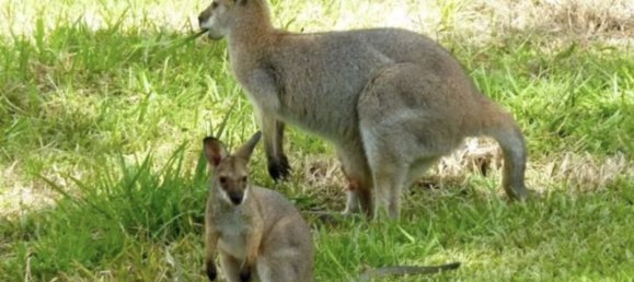 Casa T4 em Barkers Vale, Australia N.º 689 11