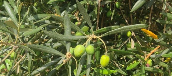 2 غرف نوم منزل في Mijas, Spain رقم 146853 18