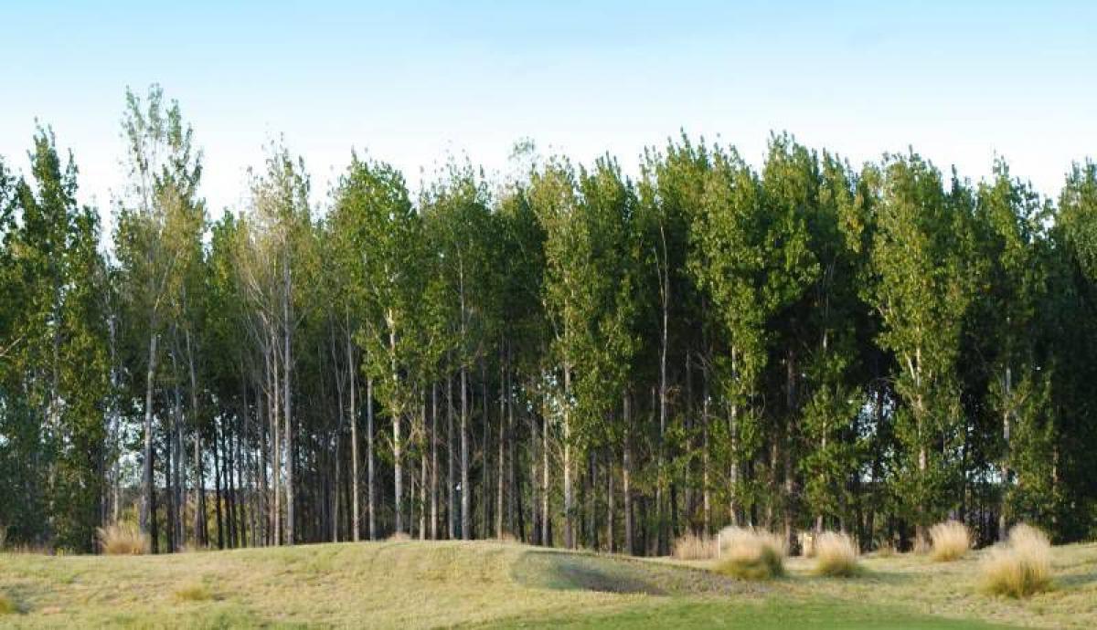 Terreno em Neuquen, Argentina N.º 34061