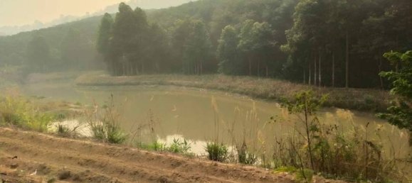 Terreno en Chiang Rai, Thailand No. 25134 4