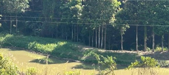 Terreno en Chiang Rai, Thailand No. 25134 7