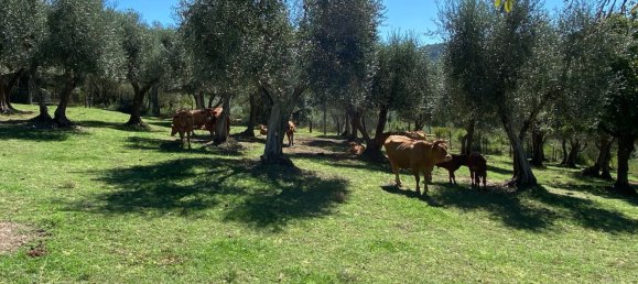 6 chambres Maison à Bagnoregio, Italy No. 357663 36