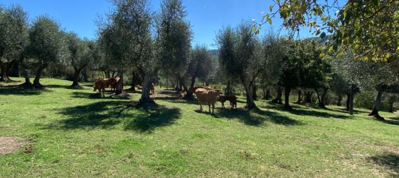 6 chambres Maison à Bagnoregio, Italy No. 357663 35