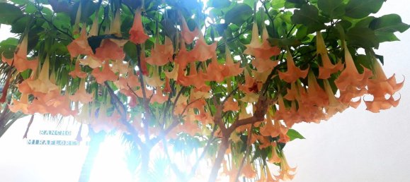 Apartamento de 1 dormitorio en Mijas, Spain No. 148515 34