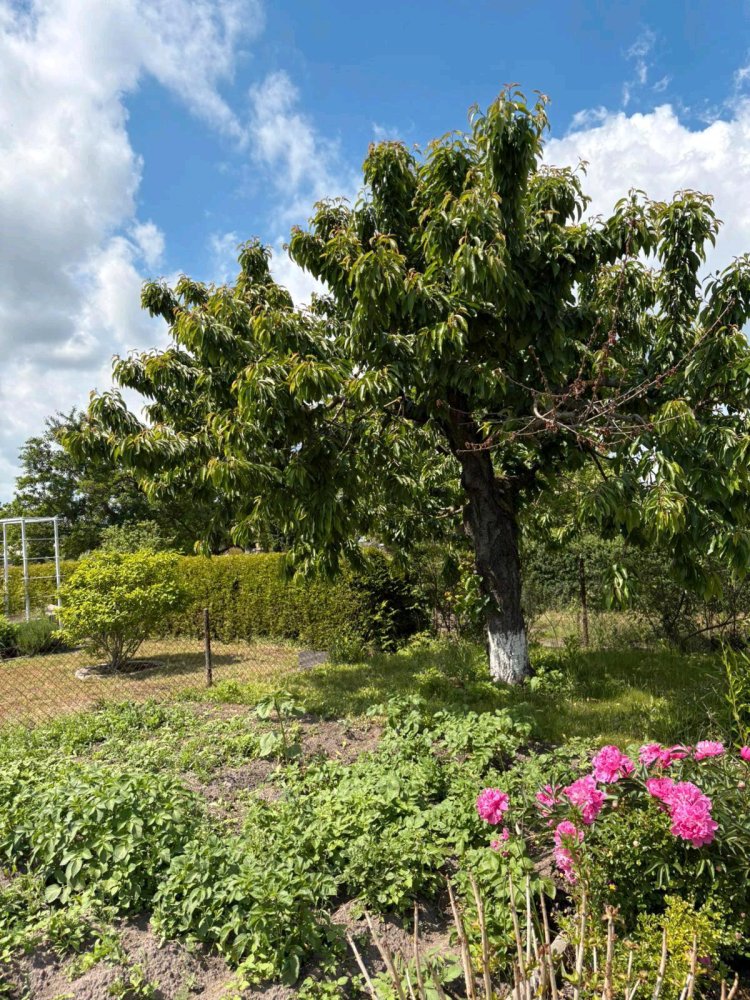  Land in Ostprignitz-Ruppin, Germany No. 283076