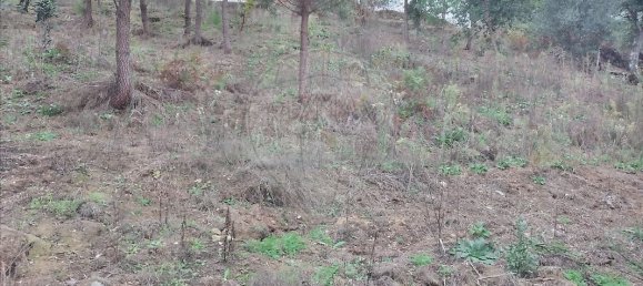 2 bedrooms House in Serta, Portugal No. 31448 14