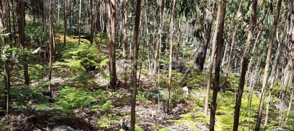 13600m² Land in Vila Nova de Famalicao, Portugal No. 33914 4