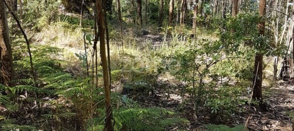 13600m² Land in Vila Nova de Famalicao, Portugal No. 33914 6