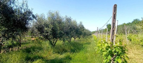 Дом с 5 комнатами в Поджо Берни, Италия № 162263 4