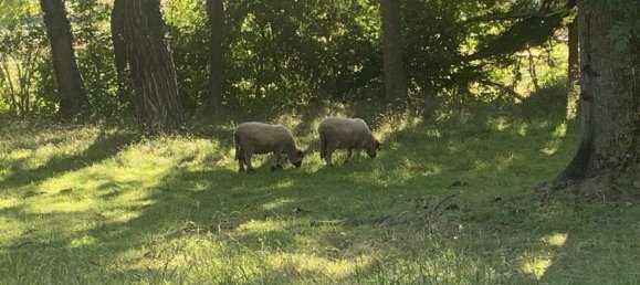 Квартира с 3 комнатами в Виллендорф, Австрия № 132667 21