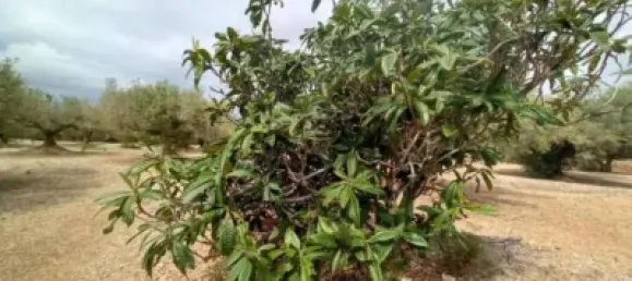 Grundstück in L'Ampolla, Spain 6102m², Nr. 144787 4