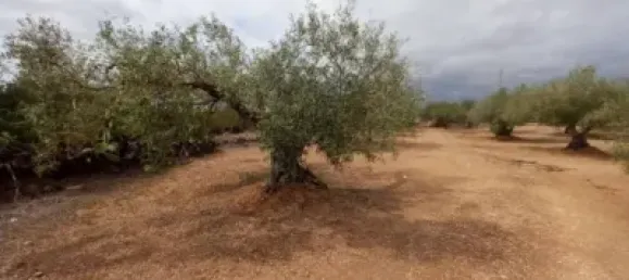 Grundstück in L'Ampolla, Spain 6102m², Nr. 144787 7