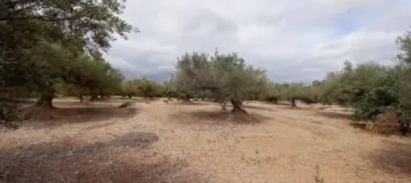 Grundstück in L'Ampolla, Spain 6102m², Nr. 144787 14