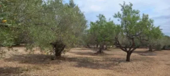 Grundstück in L'Ampolla, Spain 6102m², Nr. 144787 13