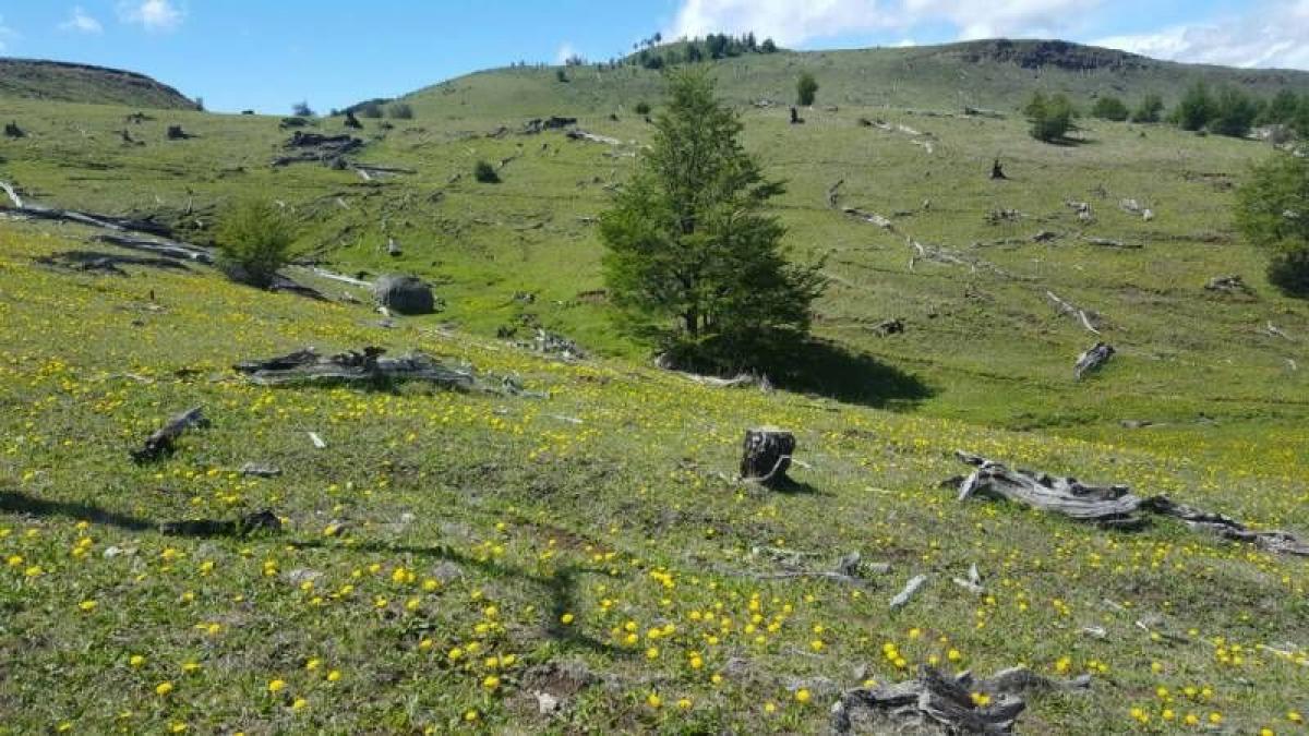  Land in Aysen, Chile No. 559