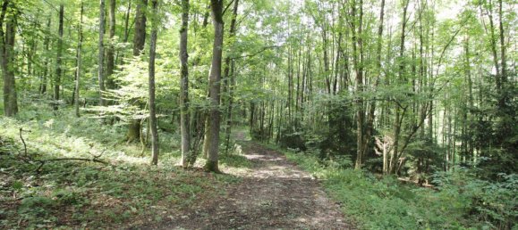 27669m² Land in Linz, Austria No. 251067 6