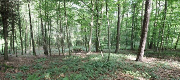 27669m² Land in Linz, Austria No. 251067 2