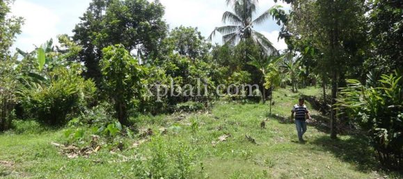 Terrain à Negara, Indonesia 13250m² No. 3783 5