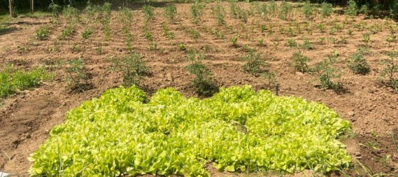 Terrain à Edenkoben, Germany No. 219189 6