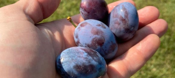 Terrain à Edenkoben, Germany No. 219189 11