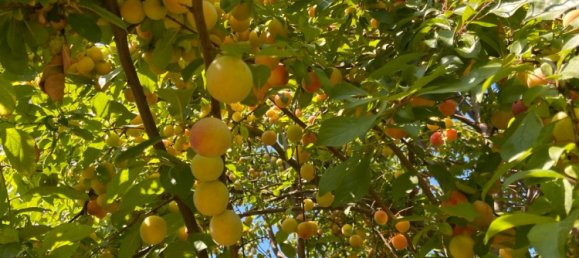 Terrain à Edenkoben, Germany No. 219189 14