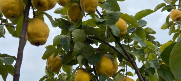 Terrain à Edenkoben, Germany No. 219189 3