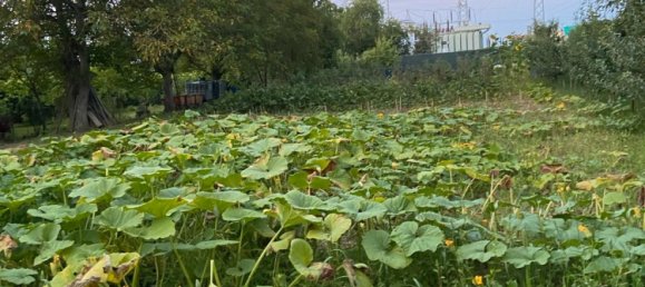 Terrain à Edenkoben, Germany No. 219189 2