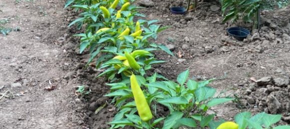 Terrain à Edenkoben, Germany No. 219189 5