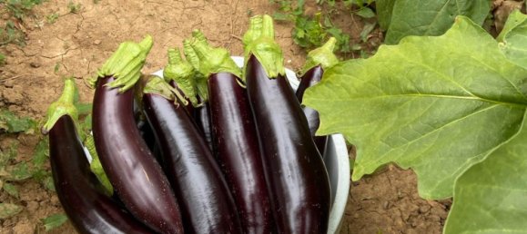 Terrain à Edenkoben, Germany No. 219189 7