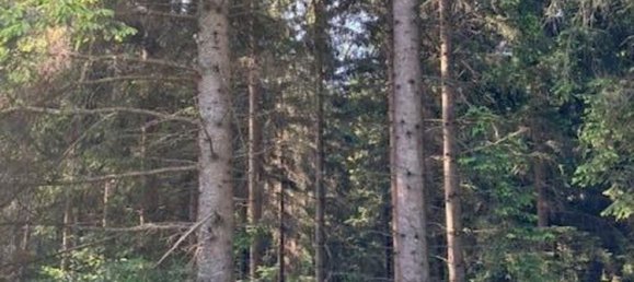  Commercial property in Unterweissenbach, Austria No. 137508 5