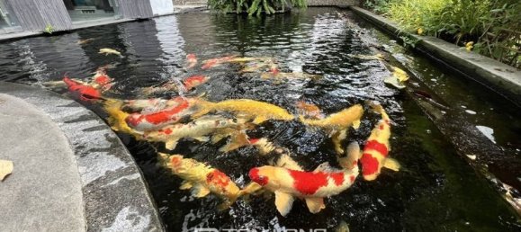 5 غرف نوم فيلا في Tay Ho, Vietnam رقم 544 29