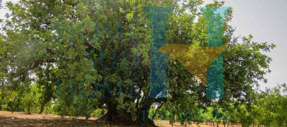  قطعة أرض في Noto, Italy 400متر مربع رقم 164212 13