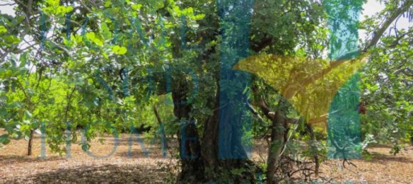  قطعة أرض في Noto, Italy 400متر مربع رقم 164212 23