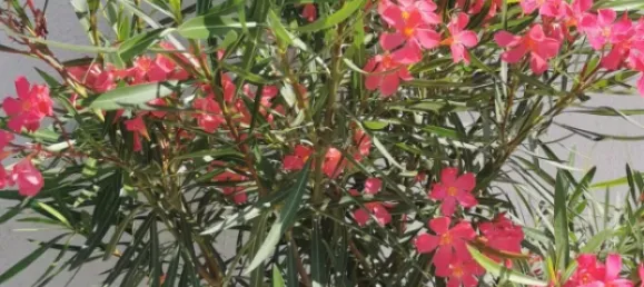 5-salle Maison de ville à Munchendorf, Austria No. 44795 29