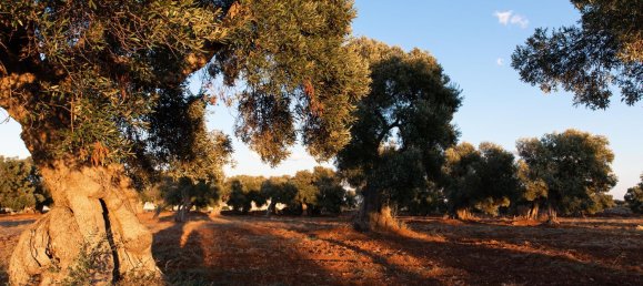 Terreno em Ostuni, Italy 150000 m² N.º 254793 5