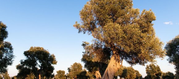 Terreno em Ostuni, Italy 150000 m² N.º 254793 3