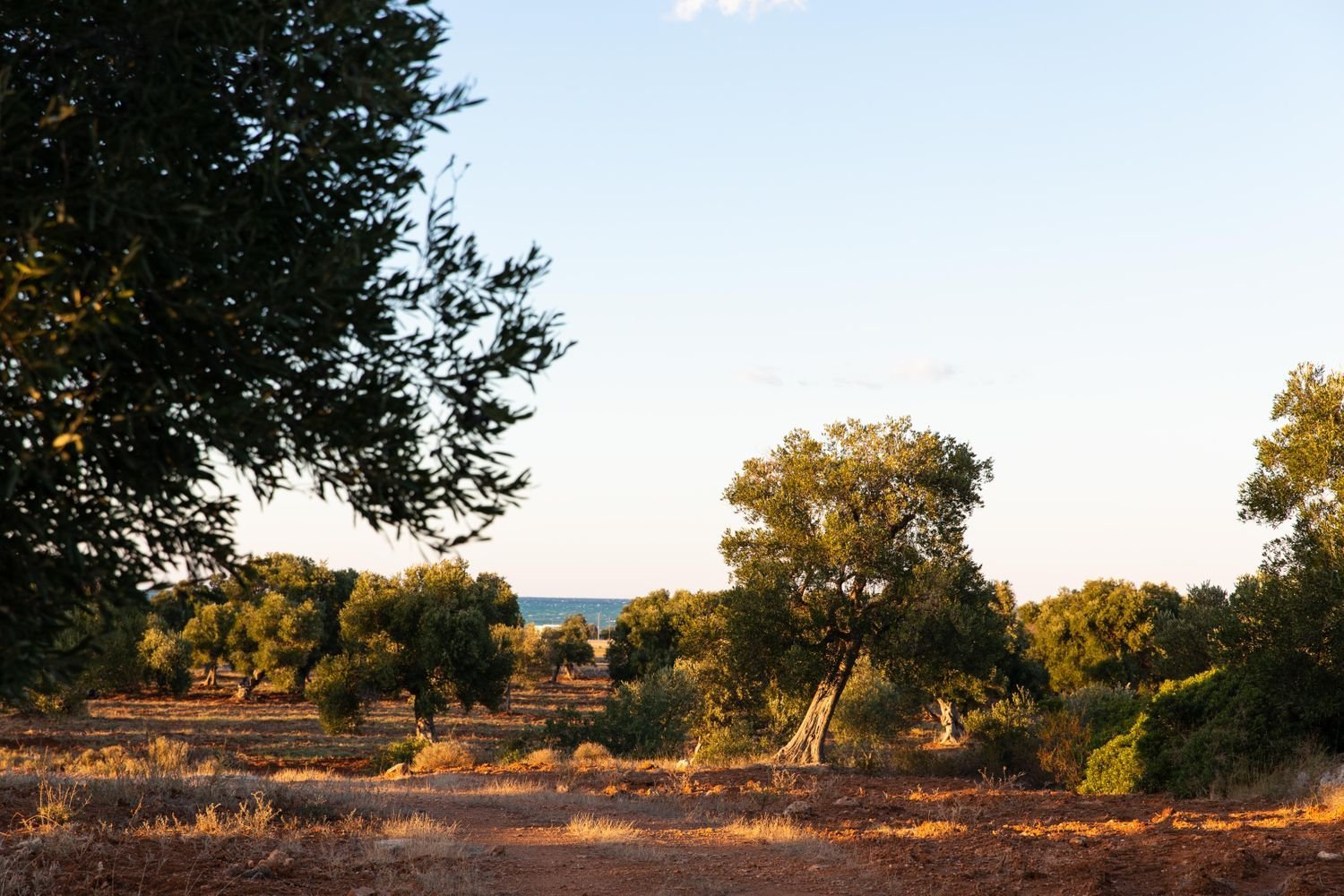 Terreno em Ostuni, Italy 150000 m² N.º 254793