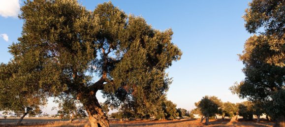 Terreno em Ostuni, Italy 150000 m² N.º 254793 4