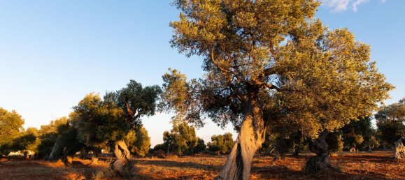 Terreno em Ostuni, Italy 150000 m² N.º 254793 2