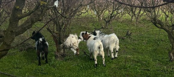 2 bedrooms House in Palmela, Portugal No. 67837 19