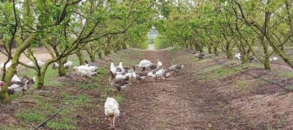 2 bedrooms House in Palmela, Portugal No. 67837 18