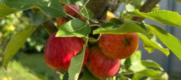 4-salle Bungalow à Seiersberg-Pirka, Austria No. 206013 38