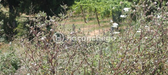 Земельный участок 561м² в Барселуш, Португалия № 34595 7