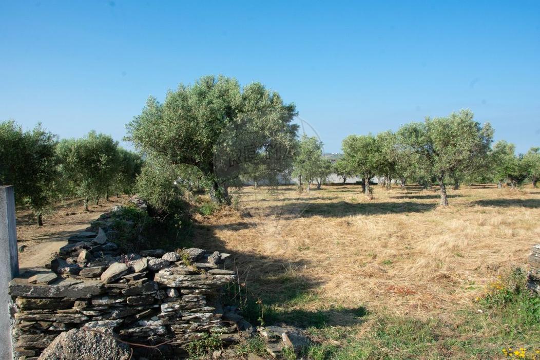 Terreno en Sao Joao da Pesqueira, Portugal No. 202898