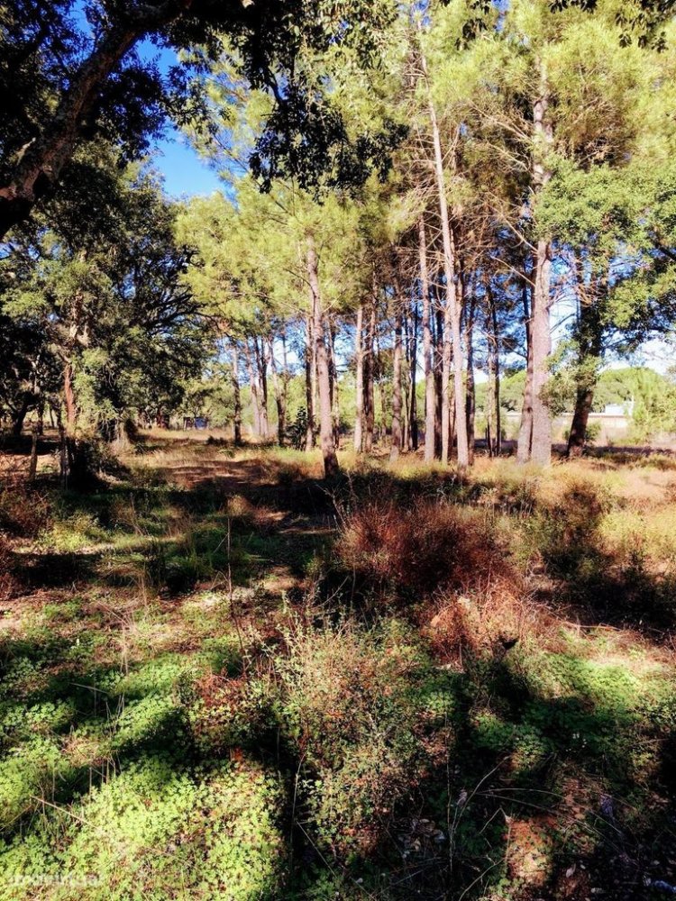  قطعة أرض في Palmela, Portugal 33198متر مربع رقم 267524