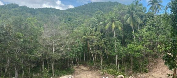  Commercial property in Wiang Sa, Thailand No. 13986 5