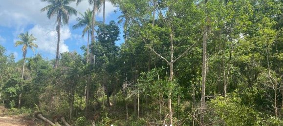  Commercial property in Wiang Sa, Thailand No. 13986 6